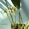 maxillaria dillonii